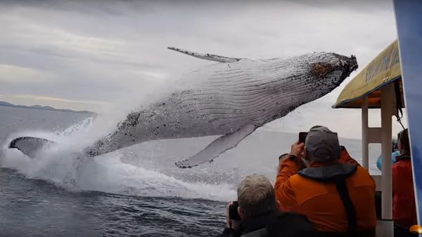 Whale jumps out of nowhere during sight seeing tour - Sputnik International