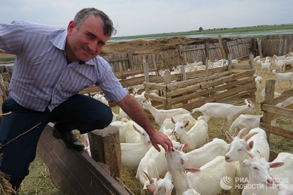 Magomed Aliyev and his goats. Magomed Aliyev and his goats. - Sputnik International