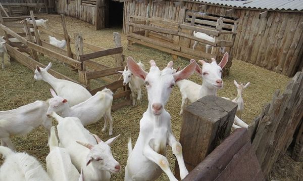 Goat kids at Magomed Aliyev's farm. Goat kids at Magomed Aliyev's farm. - Sputnik International