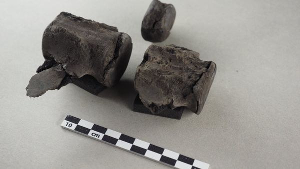 Vertebrae of a prehistoric whale - Sputnik International