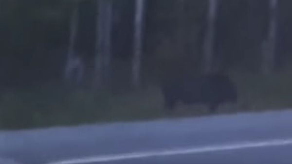 SPOOKY footage of faceless creature spotted in woods in Canada - Sputnik International