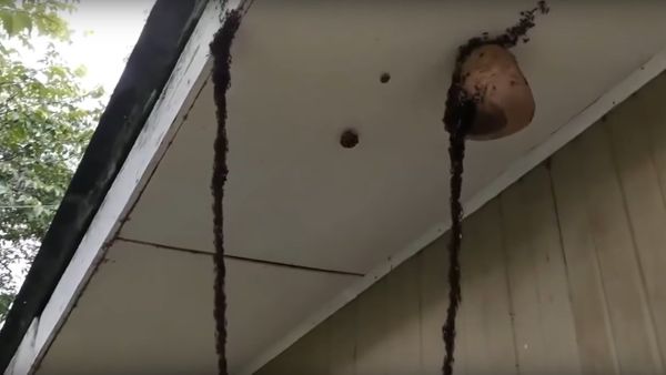 Incredible moment ONE MILLION army ants worked together to build a bridge in order to attack a wasp - Sputnik International