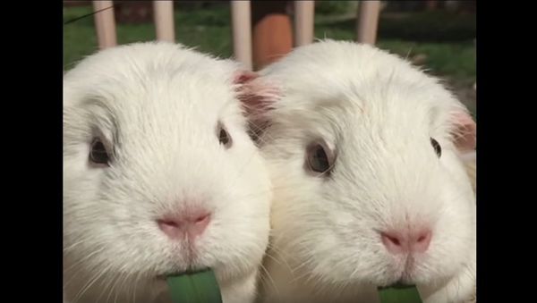 Lady and the Tramp: Guinea Pig Version - Sputnik International