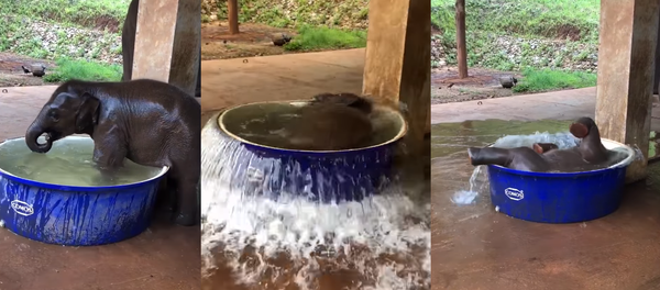 Rub-a-Dub Dumbo: Baby Elephant Beats the Heat While Bathing Rub-a-Dub Dumbo: Baby Elephant Beats the Heat While Bathing - Sputnik International