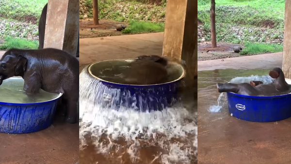 Rub-a-Dub Dumbo: Baby Elephant Beats the Heat While Bathing Rub-a-Dub Dumbo: Baby Elephant Beats the Heat While Bathing - Sputnik International