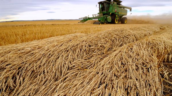 Tara Giles operates a combine as she harvests wheat on a 160-acre field located south of High River, Alberta, September 28, 2013 - Sputnik International
