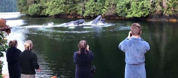 Whales in the Canadian Lake. 2018 Whales in the Canadian Lake. 2018 - Sputnik International