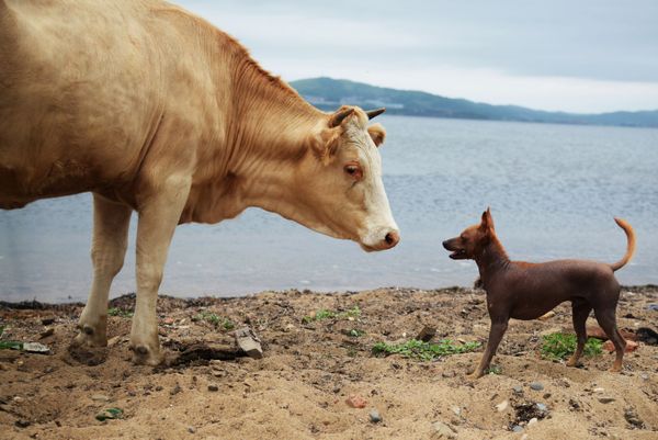 This Week in Pictures: August 4-10 This Week in Pictures: August 4-10 - Sputnik International