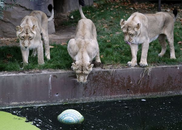 This Week in Pictures: August 4-10 This Week in Pictures: August 4-10 - Sputnik International