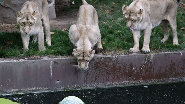 London Zoo's lionesses, sisters Heidi, Indi and Rubi, watch a ball in the water, a day ahead of World Lion Day in London, Thursday, Aug. 9, 2018. The pride will be celebrating conservation success as Asiatic lions numbers continue to increase. - Sputnik International