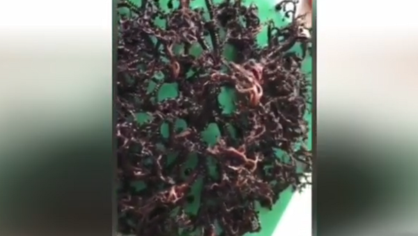 Mysterious Creature Found on Beach in Southern Vietnam - Sputnik International