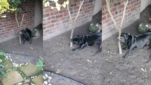 South African Dog Has Bone to Pick With ‘Immovable Stick’ - Sputnik International