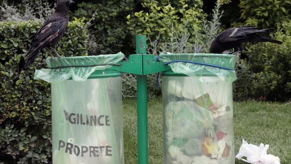 Crows are pictured on public trash cans at the Champs de Mars, in Paris, on June 27, 2012 - Sputnik International