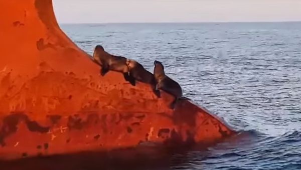 Seals - Sputnik International
