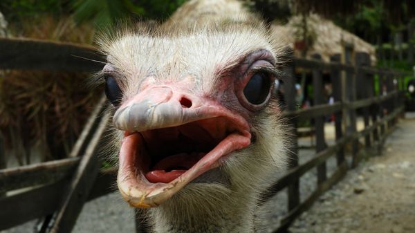Ostrich - Sputnik International