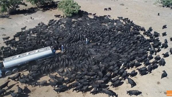 The Thirst is Real: Australian Cattle Queue up to Water Tank - Sputnik International