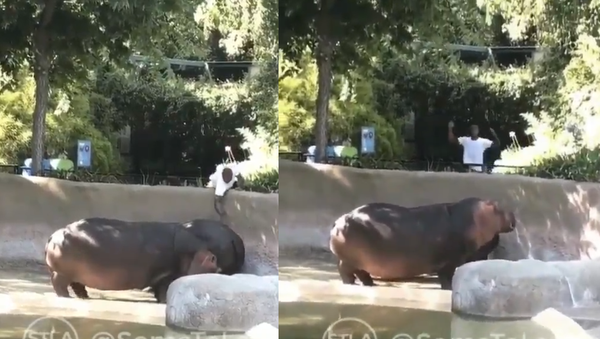 Investigation Launched After US Man Sneaks into Enclosure, Smacks Hippo’s Rear - Sputnik International