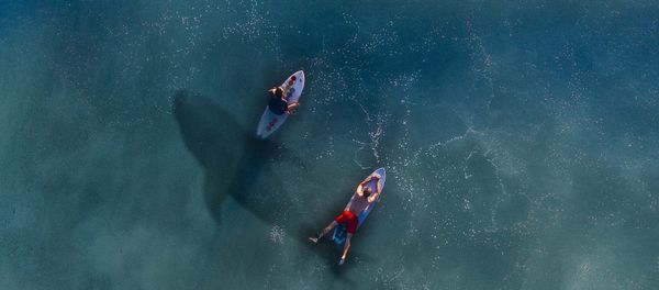 Surfers and shark Surfers and shark - Sputnik International
