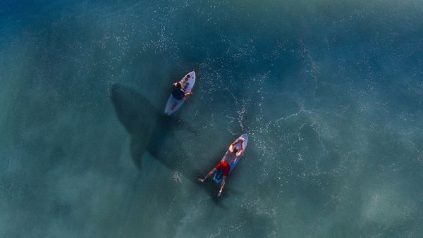 Surfers and shark Surfers and shark - Sputnik International