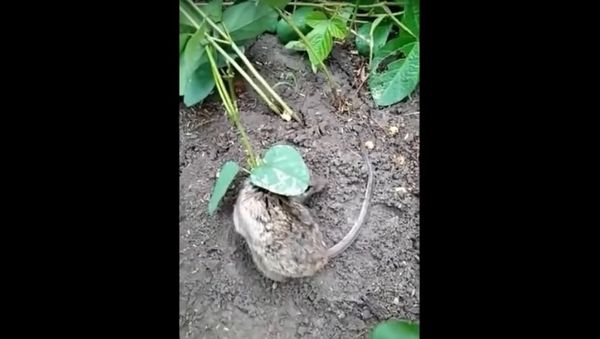 Live rat & Soya bean plant fused together as one, how is this possible? - Sputnik International