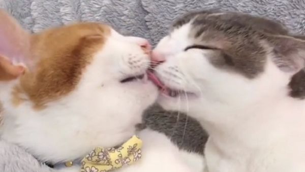 Cats - Sputnik International