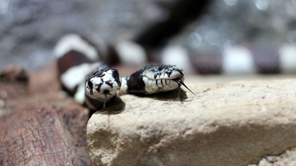 Two-headed snake - Sputnik International
