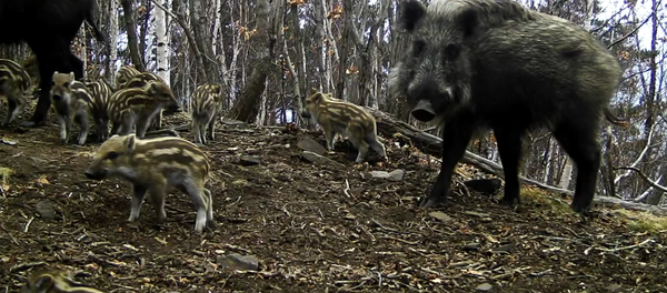 Wild Pigs in the Leopard Land National Park in Russia. 2018 Wild Pigs in the Leopard Land National Park in Russia. 2018 - Sputnik International