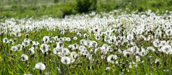 Field of dandelions Field of dandelions - Sputnik International