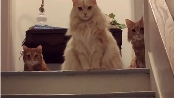 Condeming Cats - Sputnik International