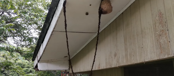 Next-Level Teamwork: Army Ants Construct Body Bridge to Infiltrate Wasp Nest Next-Level Teamwork: Army Ants Construct Body Bridge to Infiltrate Wasp Nest - Sputnik International