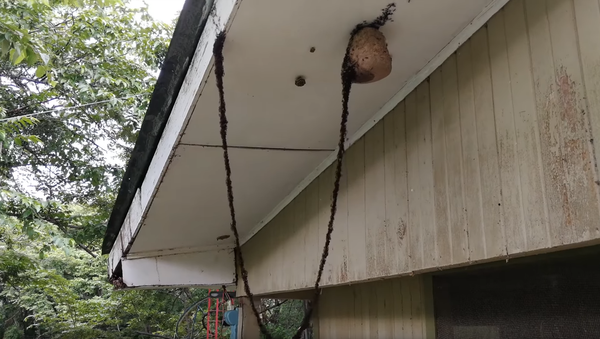Next-Level Teamwork: Army Ants Construct Body Bridge to Infiltrate Wasp Nest Next-Level Teamwork: Army Ants Construct Body Bridge to Infiltrate Wasp Nest - Sputnik International