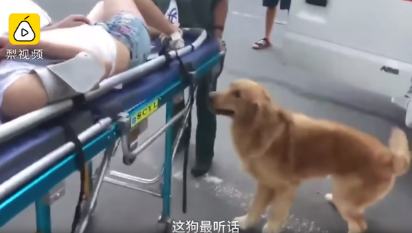 Golden Retriever Refuses to Leave Ailing Owner’s Side - Sputnik International