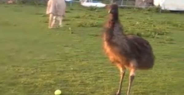 Emu Emu - Sputnik International
