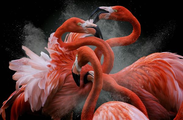 Avian Grace: Highlights of the Bird Photographer of the Year 2018 Contest Avian Grace: Highlights of the Bird Photographer of the Year 2018 Contest - Sputnik International