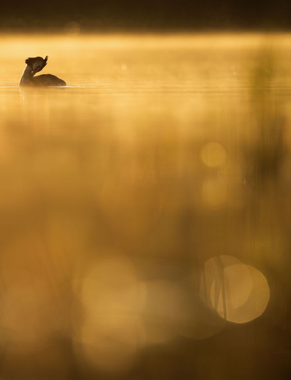 Avian Grace: Highlights of the Bird Photographer of the Year 2018 Contest Avian Grace: Highlights of the Bird Photographer of the Year 2018 Contest - Sputnik International
