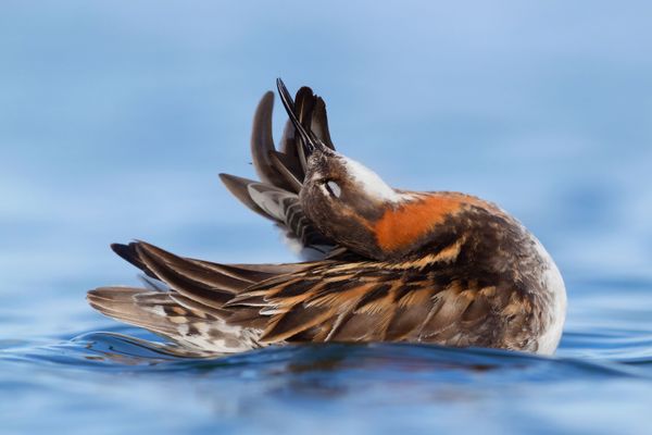 Avian Grace: Highlights of the Bird Photographer of the Year 2018 Contest Avian Grace: Highlights of the Bird Photographer of the Year 2018 Contest - Sputnik International