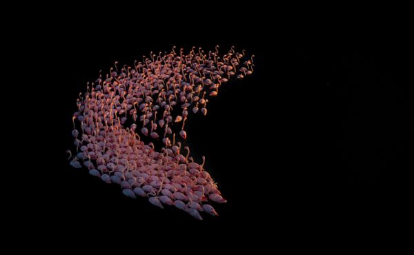 Avian Grace: Highlights of the Bird Photographer of the Year 2018 Contest Avian Grace: Highlights of the Bird Photographer of the Year 2018 Contest - Sputnik International