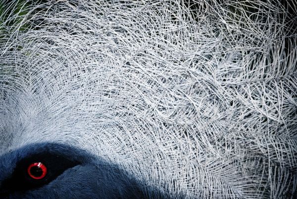 Avian Grace: Highlights of the Bird Photographer of the Year 2018 Contest Avian Grace: Highlights of the Bird Photographer of the Year 2018 Contest - Sputnik International
