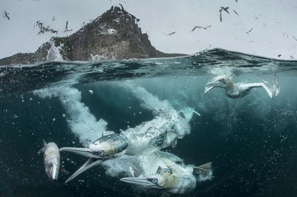 Avian Grace: Highlights of the Bird Photographer of the Year 2018 Contest Avian Grace: Highlights of the Bird Photographer of the Year 2018 Contest - Sputnik International