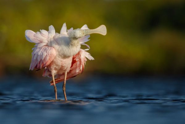 Avian Grace: Highlights of the Bird Photographer of the Year 2018 Contest Avian Grace: Highlights of the Bird Photographer of the Year 2018 Contest - Sputnik International