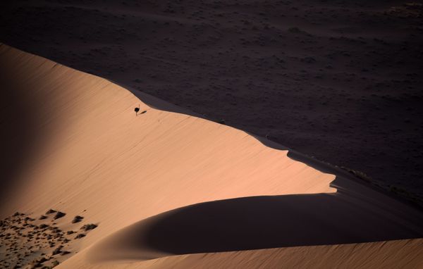 Avian Grace: Highlights of the Bird Photographer of the Year 2018 Contest Avian Grace: Highlights of the Bird Photographer of the Year 2018 Contest - Sputnik International