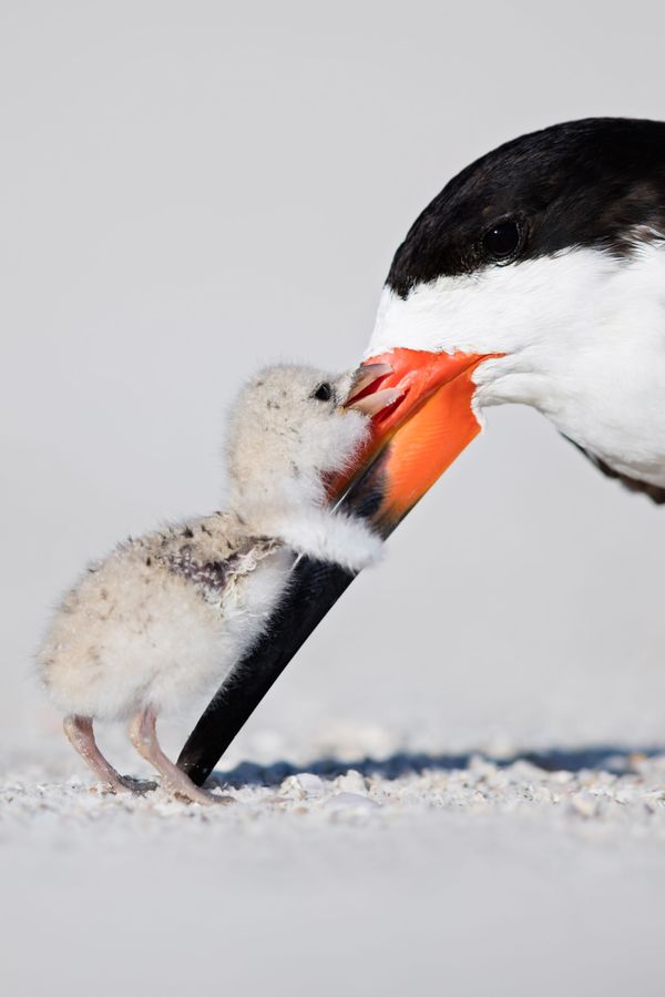 Avian Grace: Highlights of the Bird Photographer of the Year 2018 Contest Avian Grace: Highlights of the Bird Photographer of the Year 2018 Contest - Sputnik International