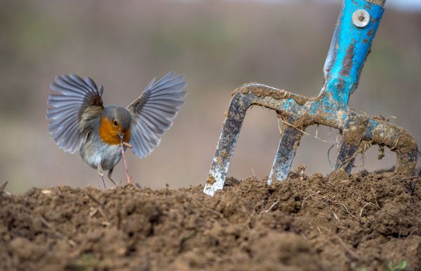 Avian Grace: Highlights of the Bird Photographer of the Year 2018 Contest Avian Grace: Highlights of the Bird Photographer of the Year 2018 Contest - Sputnik International