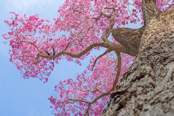 Avian Grace: Highlights of the Bird Photographer of the Year 2018 Contest Avian Grace: Highlights of the Bird Photographer of the Year 2018 Contest - Sputnik International