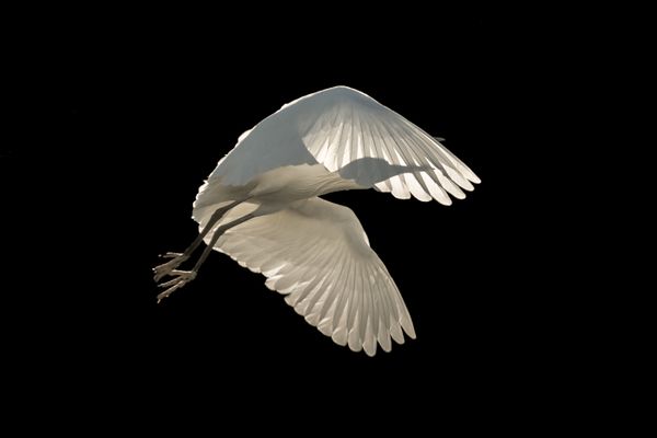 Avian Grace: Highlights of the Bird Photographer of the Year 2018 Contest Avian Grace: Highlights of the Bird Photographer of the Year 2018 Contest - Sputnik International