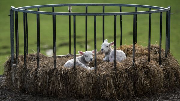 Two newborn lambs sit in a bale feeder on Pip Simpson's farm on Wansfell hill, above Troutbeck village in the Lake District National Park, near the town of Ambleside, northern England on April 18, 2018 Two newborn lambs sit in a bale feeder on Pip Simpson's farm on Wansfell hill, above Troutbeck village in the Lake District National Park, near the town of Ambleside, northern England on April 18, 2018 - Sputnik International