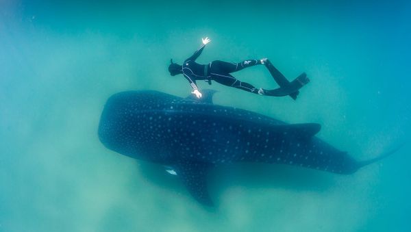Whale Shark and Freediver - Sputnik International