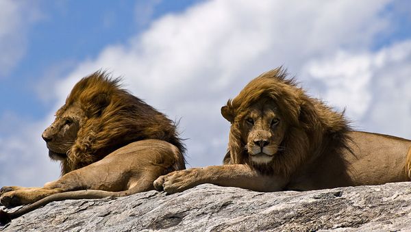 Lions on rock - Sputnik International