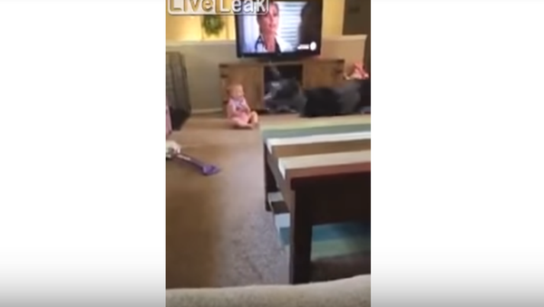 Baby laughing at Great Dane - Sputnik International