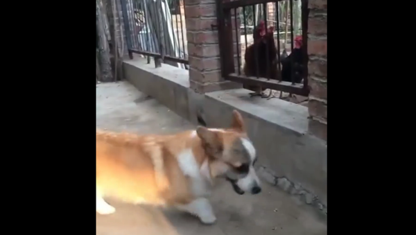 Corgi Barks at Chickens. 2018 - Sputnik International